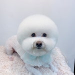 대박펫살롱