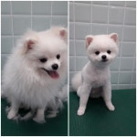 윤애견미용