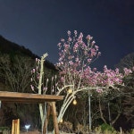 스테이 꿈의대화