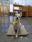 까까요dog