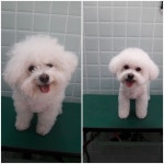 윤애견미용