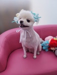까까요dog