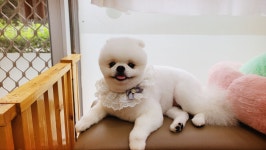 까까요dog