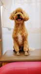 까까요dog