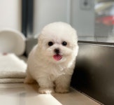 강아지분양 애견입양 아이러브독 대구점