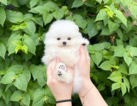 강아지분양 애견입양 아이러브독 대구점