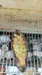 매하꼬치 대구점