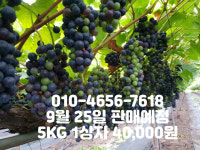 박사골산머루농장
