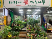 사랑이꽃피는나무