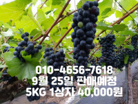 박사골산머루농장