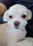 꽃같은개