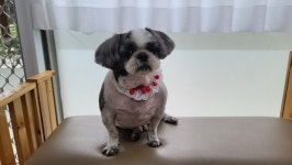 까까요dog