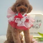 그리다펫살롱