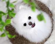 러브아지