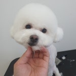 댕댕살롱