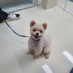 댕댕살롱