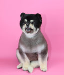 펫미나무