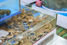 사촌수산