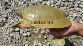 성민자라양어장 자라농장