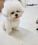 알로하 강아지유치원호텔