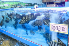 사촌수산