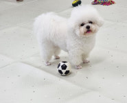 알로하 강아지유치원호텔