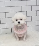 댕댕이네