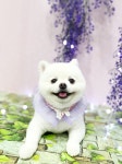 블링블링펫