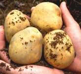 영농조합법인가나안복지재단