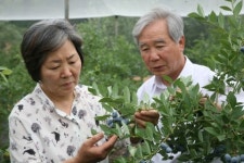 주선양블루베리농장