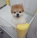 김제강아지