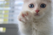 광주고양이분양 브로스펫 광주본점