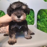 멍샵 강아지분양 인천본점