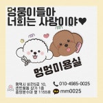 멍멍미용실