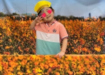 오감노리팡팡