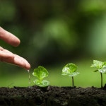 와이그린조경나무병원