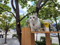 야옹이전자담배 강남본점