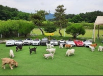 PTP 애견테마파크