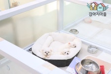 강아지마을 강아지분양 시흥본점
