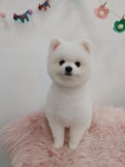 펫밀리샵