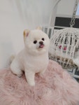 펫밀리샵