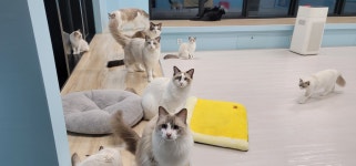솔빈마루 고양이카페