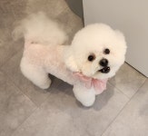 멍냥이네 애견미용