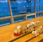 만배네&애견카페&유치원&호텔&놀이방