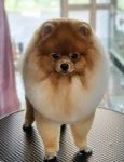 젤리즈펫