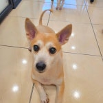 미니복이애견호텔.미용