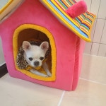 미니복이애견호텔.미용