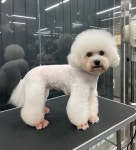 나나펫
