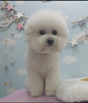 멍냥이네 애견미용