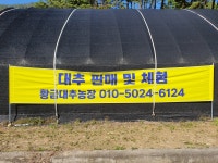 황금대추농장